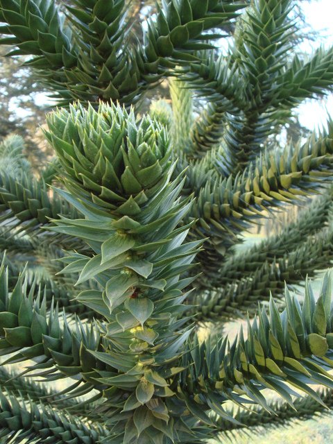 Araucaria araucana rameau